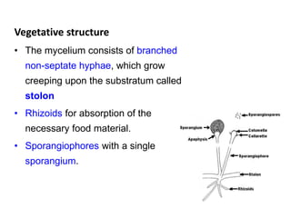 Vegetative structure
• The mycelium consists of branched
non-septate hyphae, which grow
creeping upon the substratum called
stolon
• Rhizoids for absorption of the
necessary food material.
• Sporangiophores with a single
sporangium.
 