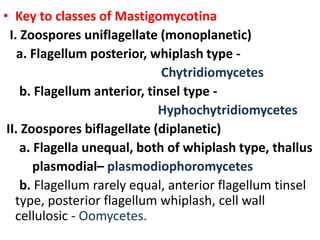 • Key to classes of Mastigomycotina
I. Zoospores uniflagellate (monoplanetic)
a. Flagellum posterior, whiplash type -
Chytridiomycetes
b. Flagellum anterior, tinsel type -
Hyphochytridiomycetes
II. Zoospores biflagellate (diplanetic)
a. Flagella unequal, both of whiplash type, thallus
plasmodial– plasmodiophoromycetes
b. Flagellum rarely equal, anterior flagellum tinsel
type, posterior flagellum whiplash, cell wall
cellulosic - Oomycetes.
 
