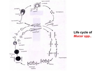 Life cycle of
Mucor spp..
 