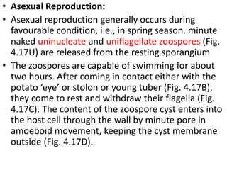 • Asexual Reproduction:
• Asexual reproduction generally occurs during
favourable condition, i.e., in spring season. minute
naked uninucleate and uniflagellate zoospores (Fig.
4.17U) are released from the resting sporangium
• The zoospores are capable of swimming for about
two hours. After coming in contact either with the
potato ‘eye’ or stolon or young tuber (Fig. 4.17B),
they come to rest and withdraw their flagella (Fig.
4.17C). The content of the zoospore cyst enters into
the host cell through the wall by minute pore in
amoeboid movement, keeping the cyst membrane
outside (Fig. 4.17D).
 