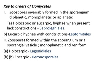 Key to orders of Oomycetes
I. Zoospores invariably formed in the sporangium.
diplanetic, monoplanetic or aplanetic
(a) Holocapric or eucarpic, hyphae when present
lack constrictions - Saprolegniales
b) Eucarpic hyphae with condtrictions-Leptomitales
II. Zoospores formed within the sporangium or a
sporangial vesicle ; monoplanetic and reniform
(a) Holocarpic - Lagenidiales
(b)(b) Encarpic - Peronosporales
 