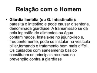 Relação com o Homem 
• Giárdia lamblia (ou G. intestinalis): 
parasita o intestino e pode causar disenteria, 
denominada giardíase. A transmissão se dá 
pela ingestão de alimentos ou água 
contaminados. Instala-se no jejuno-íleo e, 
freqüentemente, pode se instalar na vesícula 
biliar,tornando o tratamento bem mais difícil. 
Os cuidados com saneamento básico 
constituem os principais recursos na 
prevenção contra a giardíase 
 