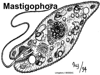 Mastigophora 
 