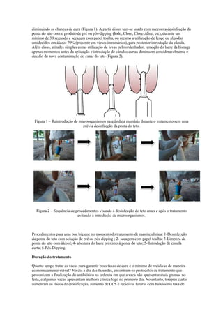 diminuindo as chances de cura (Figura 1). A partir disso, tem-se usado com sucesso a desinfecção da
ponta do teto com o produto de pré ou pós-dipping (Iodo, Cloro, Clorexidine, etc), durante um
mínimo de 30 segundo e secagem com papel toalha, ou mesmo a utilização de lenço ou algodão
umidecidos em álcool 70% (presente em vários intramários), para posterior introdução da cânula.
Além disso, atitudes simples como utilização de luvas pelo ordenhador, remoção do lacre da bisnaga
apenas momentos antes da aplicação e introdução de cânulas curtas diminuem consideravelmente o
desafio de nova contaminação do canal do teto (Figura 2).




 Figura 1 – Reintrodução de microorganismos na glândula mamária durante o tratamento sem uma
                              prévia desinfecção da ponta do teto.




  Figura 2 – Sequência de procedimentos visando a desinfecção do teto antes e após o tratamento
                           evitando a introdução de microorganismos.



Procedimentos para uma boa higiene no momento do tratamento de mastite clínica: 1-Desinfecção
da ponta do teto com solução de pré ou pós dipping ; 2- secagem com papel toalha; 3-Limpeza da
ponta do teto com álcool; 4- abertura do lacre próximo à ponta do teto; 5- Introdução de cânula
curta; 6-Pós-Dipping.

Duração do tratamento

Quanto tempo tratar as vacas para garantir boas taxas de cura e o mínimo de recidivas de maneira
economicamente viável? No dia a dia das fazendas, encontram-se protocolos de tratamento que
preconizam a finalização do antibiótico na ordenha em que a vaca não apresentar mais grumos no
leite, e algumas vacas apresentam melhora clínica logo no primeiro dia. No entanto, terapias curtas
aumentam os riscos de cronificação, aumento de CCS e recidivas futuras com baixíssima taxa de
 