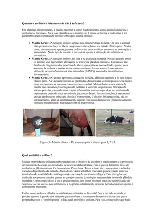 Quando o antibiótico intramamário não é suficiente?

Em algumas circunstâncias, é preciso recorrer a outros medicamentos, como antiinflamatórios e
antibióticos injetáveis. Para isso, classifica-se a mastite em 3 graus, de forma a padronizar e ter
parâmetros para a tomada de decisão sobre qual terapia instituir.

        Mastite Grau 1:Alterações visíveis apenas nas características do leite. Ou seja, o animal
         não apresenta inchaço no úbere ou qualquer alteração no seu estado clínico geral. Nestes
         casos, encontram-se apenas grumos ou leite com características anormais na coloração e
         viscosidade. Neste tipo de mastite é necessária apenas a utilização de antibióticos
         intramários.
        Mastite Grau 2:Alterações visíveis no leite e na glândula mamária. Nesta categoria estão
         os animais que apresentam alterações no leite e na glândula mamária. Estes casos são
         facilmente diagnosticados pelo fato do úbere apresentar-se avermelhado, quente, com
         aumento de volume e muitas vezes mais consistente. Nestes casos, é necessária a
         utilização de antiinflamatórios não esteroidais (AINES) associados ao antibiótico
         intramamário.
        Mastite Grau 3: O animal apresenta alterações no leite, glândula mamária e no seu estado
         clínico geral. As vacas encontram-se prostradas, desidratadas, comem pouco e em muitos
         casos apresentam as mucosas congestas (arroxeadas). Muitos destes casos graves de
         mastite são causados pela chegada de bactérias à corrente sanguínea ou liberação de
         toxinas por elas, causando uma reação inflamatória sistêmica que deve ser minimizada
         rapidamente ou pode matar os animais em poucas horas. Nestas situações, é importante
         utilizar antibióticos injetáveis (Sulfa e Trimetropim, Ceftiofur, Oxitetraciclina, etc.) e
         intramamários, além de um tratamento suporte com antiinflamatórios (preferencialmente
         flunixine meglumine) e hidratação oral ou endovenosa.




                 Figura 3 - Mastite clínica – Da esquerda para a direita, grau 1, 2 e 3.



Qual antibiótico utilizar?

Muitas propriedades utilizam antibiograma com o objetivo de escolher o medicamento e o protocolo
de tratamento baseado nos resultados destes testes laboratoriais. Fato é que os diferentes tipos de
antibióticos (Gentamicinas, Cefalosporinas, Penicilinas, Tetraciclinas, etc), apresentam resultados
variados dependendo da fazenda. Além disso, vários trabalhos revelaram pouca relação entre os
resultados de sensibilidade (antibiograma) e as taxas de cura bacteriológica. Esta divergência é
atribuída aos poucos estudos quanto ao comportamento da solução intramamária dentro da glândula
mamária. Um exemplo disso é que a grande maioria dos testes mostram uma alta sensibilidade do
Staphilococccus aureus aos antibióticos e na prática o tratamento de vacas portadoras deste agente é
comumente frustrante.

Então, como serão escolhidos os antibióticos utilizados na fazenda? Para a decisão acertada, é
preciso recorrer à gestão dos números que envolvem o tratamento de mastite e fazer com que a
propriedade seja o “antibiograma” e diga qual antibiótico utilizar. Para isso, é necessário que haja
 