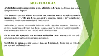 • A Glândula mamária corresponde a uma glândula sudorípara modificada que secreta
leite para nutrição da prole.
• Está composta por um sistema de ductos que conectam massas de epitélio secretor
(parênquima) envolvido por tecido conjuntivo, gordura, vasos e nervos (estroma).
Encontra-se sustentado por uma cápsula fibro-elástica.
• Parênquima = consiste de camada única de células epiteliais secretoras formando os
alvéolos mamários que drenam para ductos pequenos que vão progressivamente se unindo a
ductos maiores até abrir em uma cisterna ou diretamente na teta.
• Os alvéolos são agrupados em unidades conhecidas como lóbulos, cada um deles
envolvido por um septo distinto de tecido conjuntivo.
• Os lóbulos são agrupados em unidades maiores denominadas lobos, que são rodeados
por septos de tecido conjuntivo.
MORFOLOGIA
 