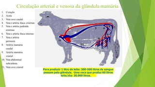 Circulação arterial e venosa da glândula mamária
1
2 3
11
6 7
4
5
8
9
10
1. Coração
2. Aorta
3. Veia cava caudal
4. Veia e artéria ilíaca externas
5. Veia e artéria pudenda
externas
6. Veia e artéria ilíaca internas
7. Veia e artéria
perineais
8. Artéria mamária
caudal
9. Artéria mamária
cranial
10. Veia abdominal
subcutânea
11. Veia cava cranial
Para produzir 1 litro de leite: 300-500 litros de sangue
passam pela glândula. Uma vaca que produz 60 litros
leite/dia: 30.000 litros.
 