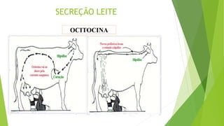 SECREÇÃO LEITE
OCITOCINA
 