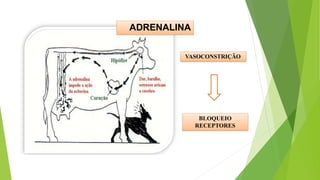 ADRENALINA
VASOCONSTRIÇÃO
BLOQUEIO
RECEPTORES
 