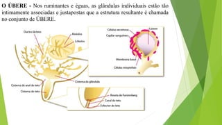 O ÚBERE - Nos ruminantes e éguas, as glândulas individuais estão tão
intimamente associadas e justapostas que a estrutura resultante é chamada
no conjunto de ÚBERE.
 