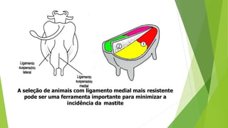 A seleção de animais com ligamento medial mais resistente
pode ser uma ferramenta importante para minimizar a
incidência da mastite
 