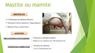 PATÓGENOSAMBIENTAIS
ORGANISMOS CONTAGIOSOS Colonizam a Glândula mamária
Stafilococcus, Streptococus, Micoplasmas etc...
Oriundos do ambiente
E.coli, Pseudomonas etc...
DEFINIÇÃO
 É inflamação da Glândula Mamária
 Alterações Físicas, Químicas e Organolépticas
 Mastite Clínica e Sub-Clínica
Quarto anterior esq.
AGENTES
Mastite ou mamite
 