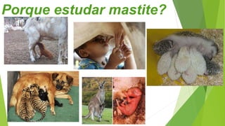 Porque estudar mastite?
 