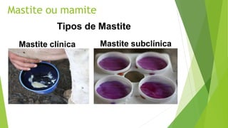 Tipos de Mastite
Mastite clínica Mastite subclínica
Mastite ou mamite
 