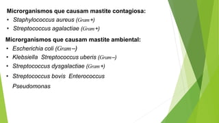Microrganismos que causam mastite contagiosa:
• Staphylococcus aureus (Gram+)
• Streptococcus agalactiae (Gram+)
Microrganismos que causam mastite ambiental:
• Escherichia coli (Gram–)
• Klebsiella Streptococcus uberis (Gram–)
• Streptococcus dysgalactiae (Gram+)
• Streptococcus bovis Enterococcus
Pseudomonas
 