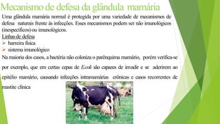 Mecanismode defesadaglândula mamária
Uma glândula mamária normal é protegida por uma variedade de mecanismos de
defesa naturais frente às infecções. Esses mecanismos podem ser não imunológicos
(inespecíficos) ou imunológicos.
Linhasde defesa
 barreira física
 sistema imunológico
Na maioria dos casos, a bactéria não coloniza o parênquima mamário, porém verifica-se
por exemplo, que em certas cepas de E.coli são capazes de invadir e se aderirem ao
epitélio mamário, causando infecções intramamárias crônicas e casos recorrentes de
mastite clínica
 
