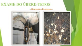 EXAME DO ÚBERE-TETOS
...Obstruções, Drenagens...
 