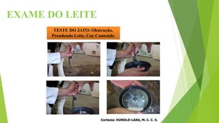 TESTE DO JATO: Obstrução,
Prendendo Leite, Cor, Conteúdo
Cortesia: HUNOLD-LARA, M. C. C. S.
EXAME DO LEITE
 