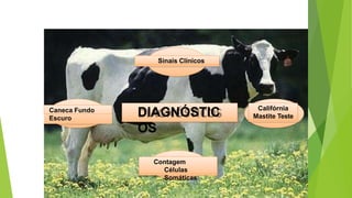 DIAGNÓSTIC
OS
Sinais Clínicos
Contagem
Células
Somáticas
Califórnia
Mastite Teste
Caneca Fundo
Escuro
 