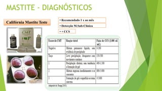 MASTITE - DIAGNÓSTICOS
Califórnia Mastite Teste
• Recomendado 1 x ao mês
• Detecção M.Sub-Clínica
• + CCS
 