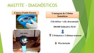 Caneca Fundo Escuro
MASTITE - DIAGNÓSTICOS
Contagem de Células
Somáticas
Céls defesa + céls. descamação
200.000 Indicativo M.SC
GRUMOS
2 Primeiras e 2 últimas semanas
Pico lactação
 