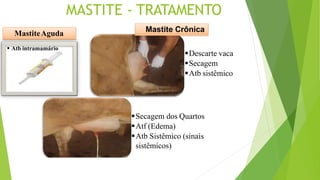 MASTITE - TRATAMENTO
Secagem dos Quartos
Atf (Edema)
Atb Sistêmico (sinais
sistêmicos)
MastiteAguda
 Atb intramamário
Mastite Crônica
Descarte vaca
Secagem
Atb sistêmico
 