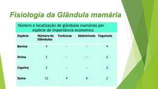 Espécie Número de
Glândulas
Torácicas Abdominais Inguinais
Bovina 4 - - 4
Ovina 2 - - 2
Caprina 2 - - 2
Suina 12 4 6 2
Número e localização de glândulas mamárias por
espécie de importância economica
Fisiologia da Glândula mamária
 