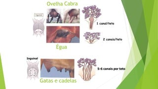 Ovelha
2 canais/teto
1 canal/teto
Cabra
Égua
Gatas e cadelas
5-6 canais por teto
Inguinal
 