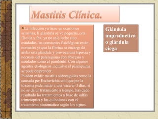 Glándula improductiva o glándula ciega   La infección ya tiene en ocasiones semanas, la glándula se ve pequeña, esta flácida y fría, ya no sale leche sino exudados, las constantes fisiológicas están normales ya que la fibrina se encargo de aislar esta glándula y provoca una hipoxia y necrosis del parénquima con abscesos y exudados como el purulento. Con algunos agentes etiológicos inclusive el parénquima se pude desprender. Pueden existir mastitis sobreagudas como la causada por Escherichia coli que por la toxemia pude matar a una vaca en 3 días, si no se da un tratamiento a tiempo, han dado resultado los tratamientos a base de sulfas trimetoprim y las quinolonas con el tratamiento sintomático según los signos. 