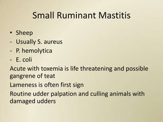 Small Ruminant Mastitis
• Sheep
- Usually S. aureus
- P. hemolytica
- E. coli
Acute with toxemia is life threatening and possible
gangrene of teat
Lameness is often first sign
Routine udder palpation and culling animals with
damaged udders
 
