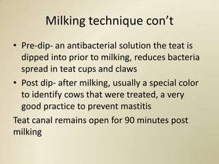 Milking technique con’t
• Pre-dip- an antibacterial solution the teat is
  dipped into prior to milking, reduces bacteria
  spread in teat cups and claws
• Post dip- after milking, usually a special color
  to identify cows that were treated, a very
  good practice to prevent mastitis
Teat canal remains open for 90 minutes post
milking
 