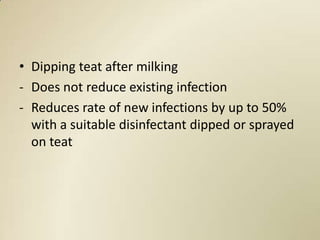 • Dipping teat after milking
- Does not reduce existing infection
- Reduces rate of new infections by up to 50%
  with a suitable disinfectant dipped or sprayed
  on teat
 