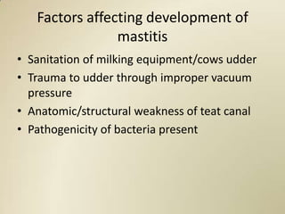 Factors affecting development of
                mastitis
• Sanitation of milking equipment/cows udder
• Trauma to udder through improper vacuum
  pressure
• Anatomic/structural weakness of teat canal
• Pathogenicity of bacteria present
 