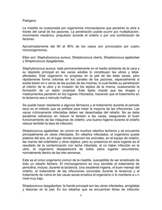 Patógeno
La mastitis es ocasionada por organismos microscópicos que penetran la ubre a
través del canal de los pezones. La penetración puede ocurrir por multiplicación,
movimiento mecánico, propulsión durante el ordeño o por una combinación de
factores.
Aproximadamente del 90 al 95% de los casos son provocados por cuatro
microorganismos.
Ellos son: Staphylococcus aureus, Streptococcus uberis, Streptococcus agalactiae
y Streptococcus dysgalactiae.
Staphylococcus aureus: está permanentemente en el medio ambiente de la vaca y
su depósito principal en las vacas adultas lo constituyen las ubres y tetas
afectadas. Este organismo no progresa en la piel de las tetas sanas, pero
rápidamente forma colonias en los canales de los pezones, especialmente si
existe lesión en o cerca de las puntas de las mismas, lo cual facilita su penetración
al interior de la ubre y la invasión de los tejidos de la misma, ocasionando la
formación de un tejido cicatrizal. Este tejido impide que las drogas y
medicamentos penetren en los lugares infectados, haciendo que el tratamiento en
la lactancia sea a menudo ineficaz.
Se puede hacer resistente a algunos fármacos y el tratamiento durante el período
seco es el método que se prefiere para tratar la mayoría de las infecciones. Las
vacas crónicamente infectadas deben ser desechadas del rebaño. No se debe
escatimar esfuerzos en reducir la tensión a las vacas, asegurando el buen
funcionamiento de las máquinas de ordeño; una buena higiene durante el ordeño
reduce también la tasa de infección.
Streptococcus agalactiae: es común en muchos rebaños lecheros y se encuentra
principalmente en ubres infectadas. En rebaños infectados, el organismo puede
aislarse del aire, en el lugar donde duermen los animales, en el equipo de ordeño,
las manos del ordeñador y otros objetos, pero su presencia en esos lugares es el
resultado de la contaminación con leche infectada; al no haber infección en la
ubre, el organismo desaparecerá de todos estos lugares secundarios,
normalmente dentro de las tres semanas.
Este es el único organismo común de la mastitis, susceptible de ser erradicado de
todo un rebaño lechero. El microorganismo es muy sensible al tratamiento de
penicilina, incluso, durante la lactancia. Una excelente higiene, el buen manejo del
ordeño, el tratamiento de las infecciones conocidas durante la lactancia y el
tratamiento de rutina en las vacas secas erradica el organismo o lo mantiene a u n
nivel muy bajo.
Streptococcus dysgalactiae: la fuente principal son las ubres infectadas, amígdalas
y lesiones en la piel. En los rebaños que se encuentran libres de infección
5

 