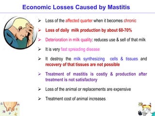  Loss of the affected quarter when it becomes chronic
 Loss of daily milk production by about 60-70%
 Deterioration in milk quality: reduces use & sell of that milk
 It is very fast spreading disease
 It destroy the milk synthesizing cells & tissues and
recovery of that tissues are not possible
 Treatment of mastitis is costly & production after
treatment is not satisfactory
 Loss of the animal or replacements are expensive
 Treatment cost of animal increases
Economic Losses Caused by Mastitis
 