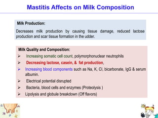 Mastitis Affects on Milk Composition
Milk Production:
Decreases milk production by causing tissue damage, reduced lactose
production and scar tissue formation in the udder.
Milk Quality and Composition:
 Increasing somatic cell count, polymorphonuclear neutrophils
 Decreasing lactose, casein, & fat production,
 Increasing blood components such as Na, K, CI, bicarbonate, IgG & serum
albumin.
 Electrical potential disrupted
 Bacteria, blood cells and enzymes (Proteolysis )
 Lipolysis and globule breakdown (Off flavors)
 