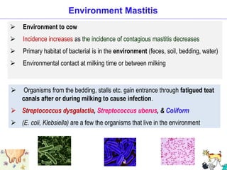 Environment Mastitis
 Environment to cow
 Incidence increases as the incidence of contagious mastitis decreases
 Primary habitat of bacterial is in the environment (feces, soil, bedding, water)
 Environmental contact at milking time or between milking
 Organisms from the bedding, stalls etc. gain entrance through fatigued teat
canals after or during milking to cause infection.
 Streptococcus dysgalactia, Streptococcus uberus, & Coliform
 (E. coli, Klebsiella) are a few the organisms that live in the environment
 