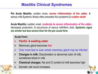 Mastitis Clinical Syndromes
Per Acute Mastitis: sudden onset, severe inflammation of the udder, &
serous milk-Systemic illness often precedes the symptoms & sudden death
Acute Mastitis: sudden onset, moderate to severe inflammation of the udder,
decreased production, & occurrence of serous milk/fibrin clots, Systemic signs
are similar but less severe than for the per acute form.
Acute Form:
 Painful & swelling udder
 Mammary gland becomes hot
 One/ more teat or even whole mammary gland may be infected
 Changes in milk: Discoloration or abnormal color of milk,
sometimes blood in milk
 Chemical changes: Na and Cl content of milk becomes high
 Somatic cell count increases
 