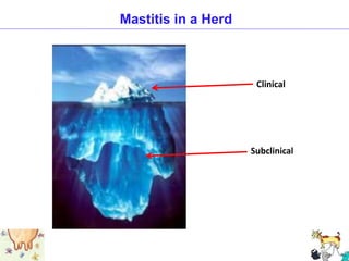 Subclinical
Clinical
Mastitis in a Herd
 