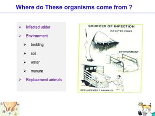  Infected udder
 Environment
 bedding
 soil
 water
 manure
 Replacement animals
Where do These organisms come from ?
 