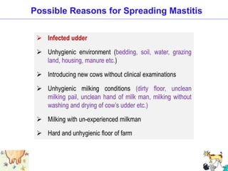  Infected udder
 Unhygienic environment (bedding, soil, water, grazing
land, housing, manure etc.)
 Introducing new cows without clinical examinations
 Unhygienic milking conditions (dirty floor, unclean
milking pail, unclean hand of milk man, milking without
washing and drying of cow’s udder etc.)
 Milking with un-experienced milkman
 Hard and unhygienic floor of farm
Possible Reasons for Spreading Mastitis
 