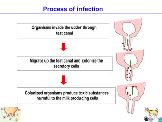 Process of infection
Colonized organisms produce toxic substances
harmful to the milk producing cells
Migrate up the teat canal and colonize the
secretory cells
Organisms invade the udder through
teat canal
 