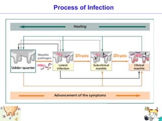 Process of Infection
 