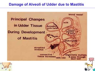 Damage of Alveoli of Udder due to Mastitis
 