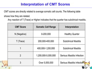 Interpretation of CMT Scores
CMT Score Somatic Cell Range Interpretation
N (Negative) 0-200,000 Healthy Quarter
T (Trace) 200,000-400,000 Subclinical Mastitis
1 400,000-1,200,000 Subclinical Mastitis
2 1,200,000-5,000,000 Serious Mastitis Infection
3 Over 5,000,000 Serious Mastitis Infection
Any reaction of T (Trace) or Higher indicates that the quarter has subclinical mastitis.
CMT scores are directly related to average somatic cell counts. The following table
shows how they are related.
 