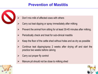  Don’t mix milk of affected cows with others
 Carry out teat dipping or spray immediately after milking
 Prevent the animal from sitting for at least 30-45 minutes after milking.
 Periodically check and treat for sub-clinical mastitis
 Keep the floor of the cattle shed without holes and as dry as possible
 Continue teat dipping/spray 2 weeks after drying off and start the
practice two weeks before calving
 Carry out proper fly control
 Manure pit should not be close to milking shed
Prevention of Mastitis
 