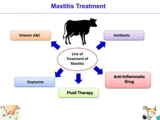 Line of
Treatment of
Mastitis
Vitamin A&C Antibiotic
Anti-Inflammatic
Drug
Oxytocine
Fluid Therapy
Mastitis Treatment
 
