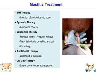 Mastitis Treatment
IMM Therapy
-Injection of antibiotics into udder
Systemic Therapy
-Antibiotics IV or IM
Supportive Therapy
-Remove toxins - Frequent milkout
-Treat dehydration, swelling and pain
-Know bug
 Lactational Therapy
-Likelihood of success?
Dry Cow Therapy
-Larger dose, longer acting product
 