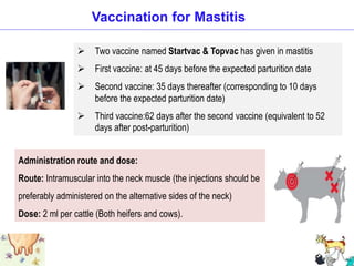  Two vaccine named Startvac & Topvac has given in mastitis
 First vaccine: at 45 days before the expected parturition date
 Second vaccine: 35 days thereafter (corresponding to 10 days
before the expected parturition date)
 Third vaccine:62 days after the second vaccine (equivalent to 52
days after post-parturition)
Vaccination for Mastitis
Administration route and dose:
Route: Intramuscular into the neck muscle (the injections should be
preferably administered on the alternative sides of the neck)
Dose: 2 ml per cattle (Both heifers and cows).
 
