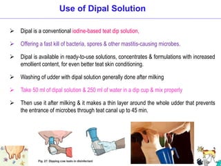  Dipal is a conventional iodine-based teat dip solution,
 Offering a fast kill of bacteria, spores & other mastitis-causing microbes.
 Dipal is available in ready-to-use solutions, concentrates & formulations with increased
emollient content, for even better teat skin conditioning.
 Washing of udder with dipal solution generally done after milking
 Take 50 ml of dipal solution & 250 ml of water in a dip cup & mix properly
 Then use it after milking & it makes a thin layer around the whole udder that prevents
the entrance of microbes through teat canal up to 45 min.
Use of Dipal Solution
 
